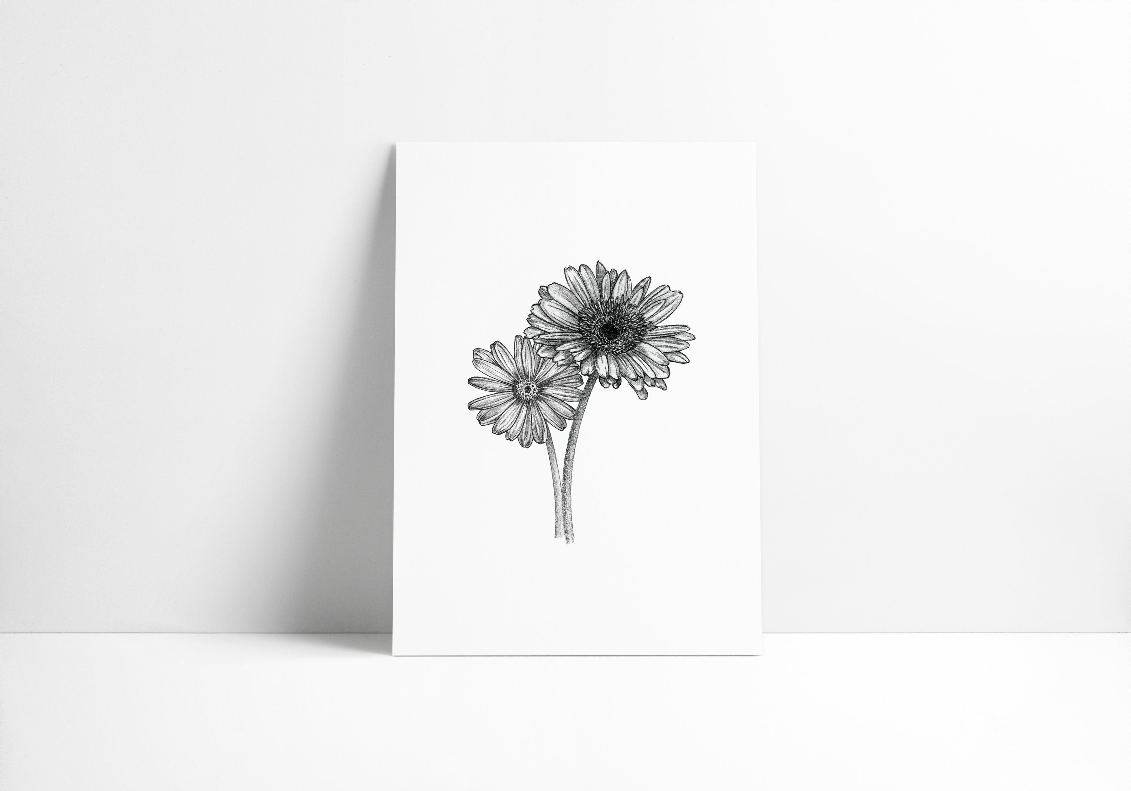 Gerbera