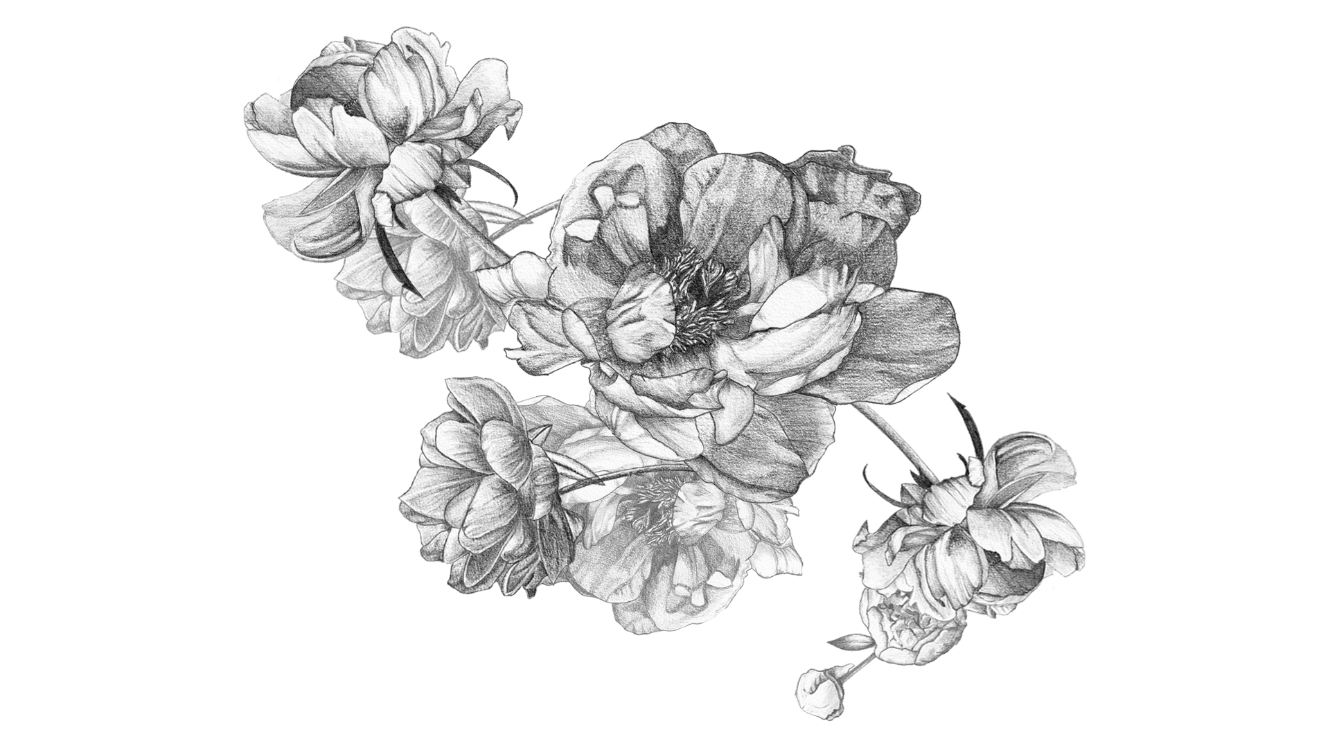 Illustration noir et blanc / Crayon graphite / dessin authentique, pur et sensible / illustration réaliste